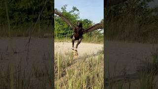 Speed of Eagle hunting the prey