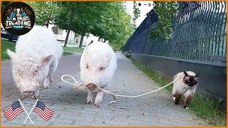 100 Funniest Farm Animals Moments | Pigs Farm