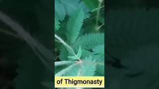 Thigmonasty motion