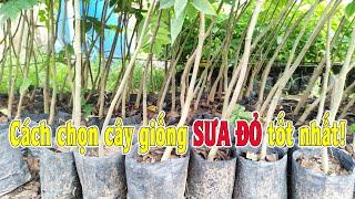 0363119546 (Trung) | Cách chọn cây giống Sưa Đỏ - Giống cây Sưa Đỏ chất lượng