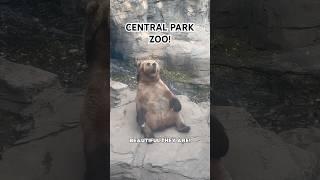 Central Park Zoo is so ICONIC!  | Zoo Tours #shorts #zootour