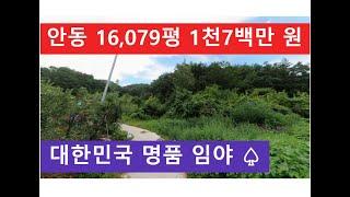 안동 16,079평 1천7백만 원 (대한민국 명품 임야 )