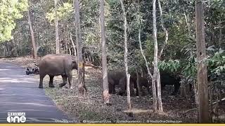 കാട്ടാനക്കൂട്ടത്തിനു മുന്നിൽ നിന്ന് തലനാരിഴക്ക് രക്ഷപെട്ട് ബൈക്ക് യാത്രികൻ...