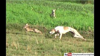 new season open coursing with working dogs | greyhound vs hare