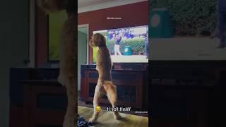 #dog #dogs #dogsoftiktok #viral #funny #cute  #animal #foryou #funnydogvideos #pet #pets