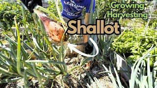 How to Grow Shallots: From Planting to Harvest!  // Growing Guide for Zone 9b!