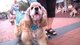 Savannah Waterfront Association Dog Days of Summer on River Street Savannah, Georgia