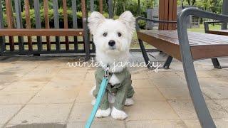 sub) Daily vlog of walking with a dog with emotional explosion on a rainy day