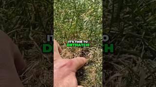Easy Lawn Dethatching Tips