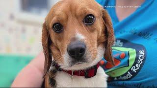 Rescued beagles arrive at Lucky Dog Animal Rescue in Northern Virginia