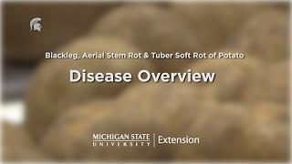 Potato Diseases Caused by Soft Rot Bacteria