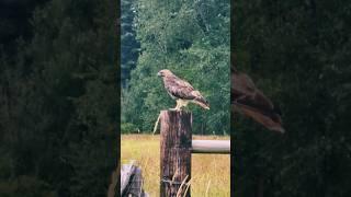 Red-tailed hawk takes flight from a fence post. #birds #nature #wildlife