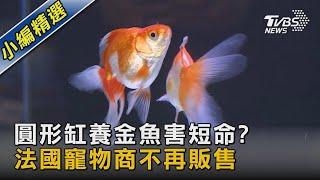 圓形缸養金魚害短命? 法國寵物商不再販售｜TVBS新聞