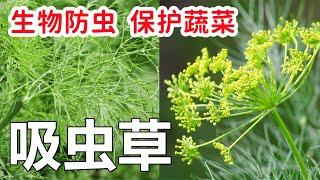 【种菜防虫】不用自制杀虫水, 只要吸虫草, 天然防虫, 保护蔬菜️️Growing this plant to protect your vegetables