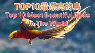 10大最漂亮的鳥丨Top 10 Most Beautiful Birds In The World