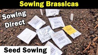 Sowing Brasicas | Sowing Direct | Sowing Undercover | Green Side Up