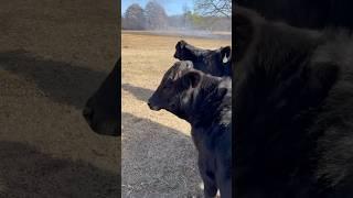 Elmer watching the Burn! #brangus #bull #elmer #calves #ranch #fire #shortsfeed #cattle #shorts