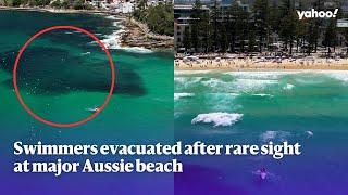 Swimmers evacuated after rare sight at major Aussie beach | Yahoo Australia