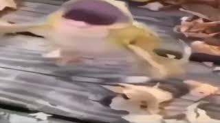 Frog Jumping + Laughter