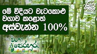 වැටකොළු වගාව | Haritha Tv | Waga Perahuru | Luffa