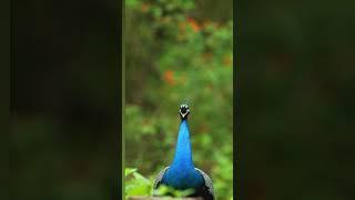 Beautiful peacock dancing video | peacock video  #naturelovers #shorts