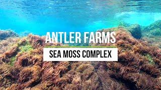 Antler Farms Sea Moss Complex, 100% Pure, Clean & Wildcrafted