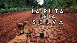 La Ruta de la Selva | Aves, Mamíferos y Mariposas de la selva de Misiones en Iguazú - Argentina