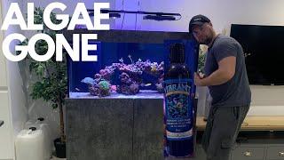 HOW TO KILL ALGAE / DIATOMS in your reef aquarium using VIBRANT