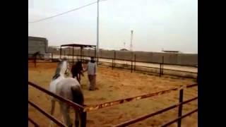 Horse back riding, lessons / ركوب الخيل، بدون سرج، شرح مفصل عن الخيل بشكل عام والركوب بشكل خاص