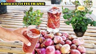 The Right Way To Make Onion Peel fertilizer For Plants l Free and Best For All Plants