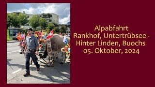 Alpabfahrt Rankhof, Untertrübsee- Hinter Linden, Buochs (05. Okt. 2024)