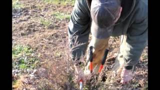 Tree Care    101   Trimming Eastern  Red Cedar Trees