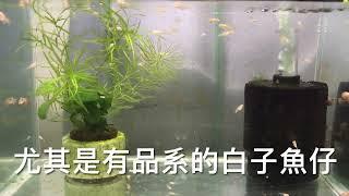 養魚先養水之培育繁殖白子小魚簡單養法大公開