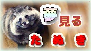 夢見るタヌキ。(Tanuki.What kind of dreams do you have?)