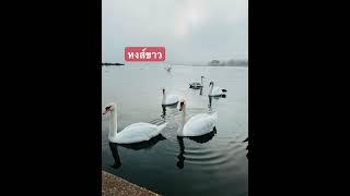 หงส์ขาวสวยงามน่ารัก#หงส์ขาว #สัตว์โลกน่ารัก