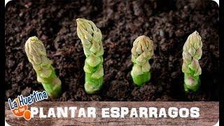 Como Plantar Espárragos En El Huerto || La Huertina De Toni