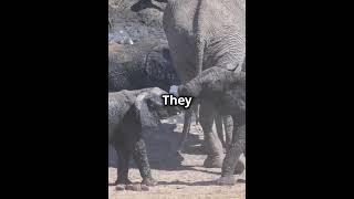 #1 FUN FACTS ABOUT ELEPHANTS #short#elephant #animals #viralshorts #top10amazingfactsoftheworld#land