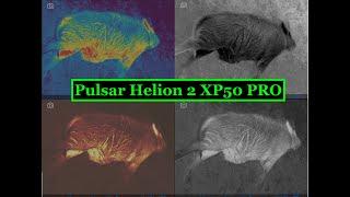 Pulsar Helion 2 XP50 Pro Thermal Monocular