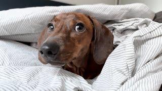 Mini dachshund loves sheets fresh from the dryer