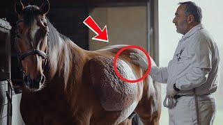 VET COLLAPSES After Examining This Horse’s Unusual Condition... WHAT DID HE SEE?!