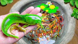 Great Catch Colorful Catfish In Tiny Pond, Buffalo Ranchu, Black Ranchu Fish, Goldfish, Koi, Guppy