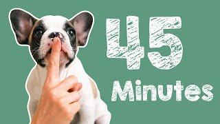 45 Minute Timer - Barking Dog Alarm