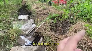 免耕菜地垄沟之间的堆肥可以节约空间也不用翻堆