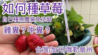 如何種草莓 How to grow strawberries 草莓種植方法全攻略 自己種草莓 無農藥免洗腎