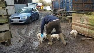 Ratting with terriers in the crates