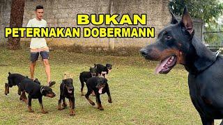 Grebek Bukan Peternakan Dobermann