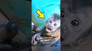 This Baby Monkey Smiling For The First Time After Saving By This Man #trending #animals #rescue