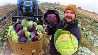 Harvesting FROZEN cabbage in a snowstorm