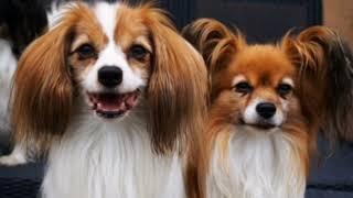 PAPILLON DOG INFO | MEET THE DOGS | DOG GUY DARIN | BUTTERFLY EARS #dogguydarin #PAPILLON