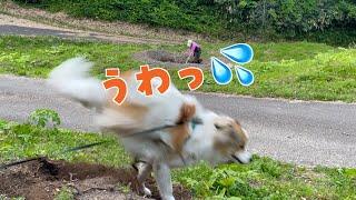 【山の中の古民家暮らし】何があったのかお話しします。